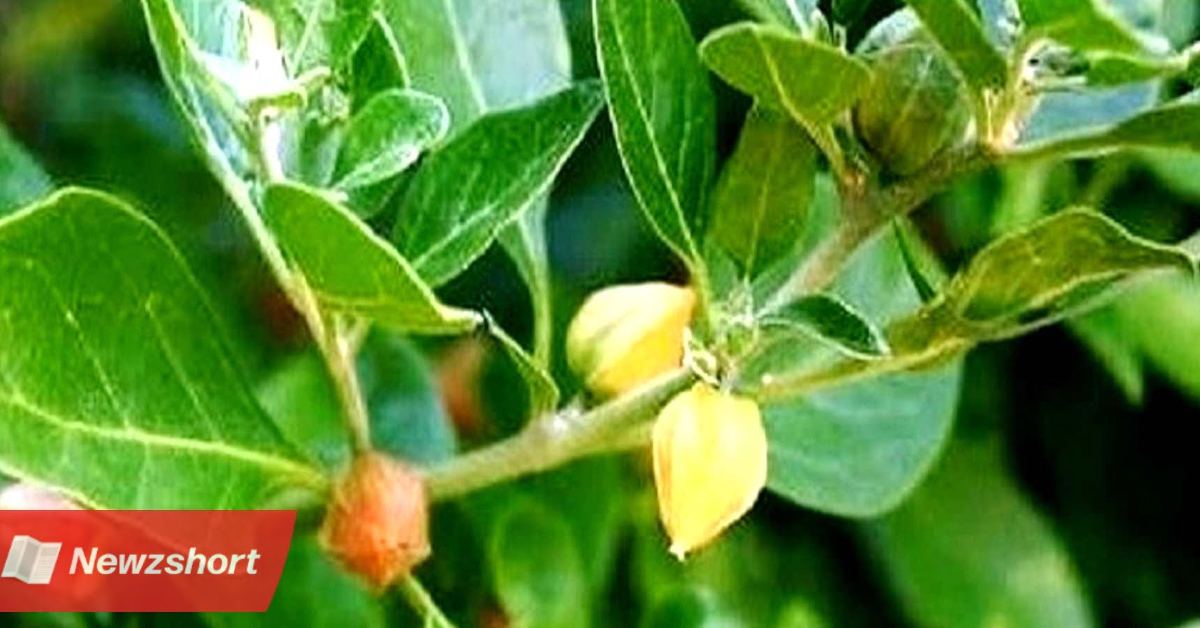 ব্যবসার আইডিয়া,Business Idea,ঔষধি গাছ,Medicinal Plant,বিরাট উপার্জন,Huge Income