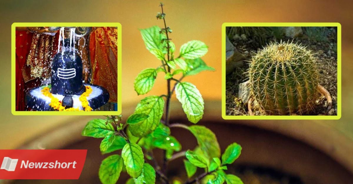 তুলসী,Tulsi,বাংলা খবর,Bangla Khobor,Bengali Khobor,Bangla,Bengali,জ্যোতিষ,Horoscope