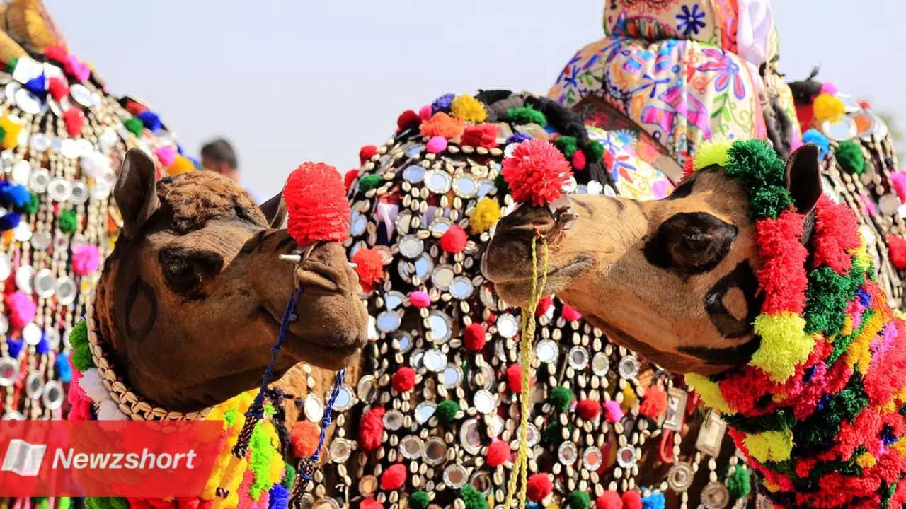 ভ্রমণ,Travel,দুর্গাপুর,Durgapur,রাজস্থান,Rajasthan,উট,Camel,পশ্চিমবঙ্গ,West Bengal,শীতকাল,Winter,Bengali Khobor,Bangla,Bengali