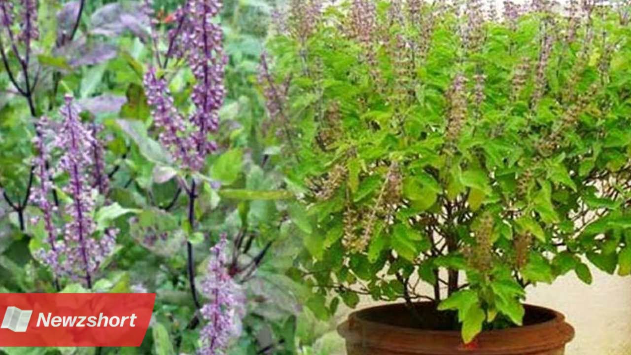 তুলসী মঞ্জরী,Tulsi Manjari,আধ্যাত্মিক,Spiritual,বাংলা খবর,Bangla Khobor,Bengali Khobor,Bangla