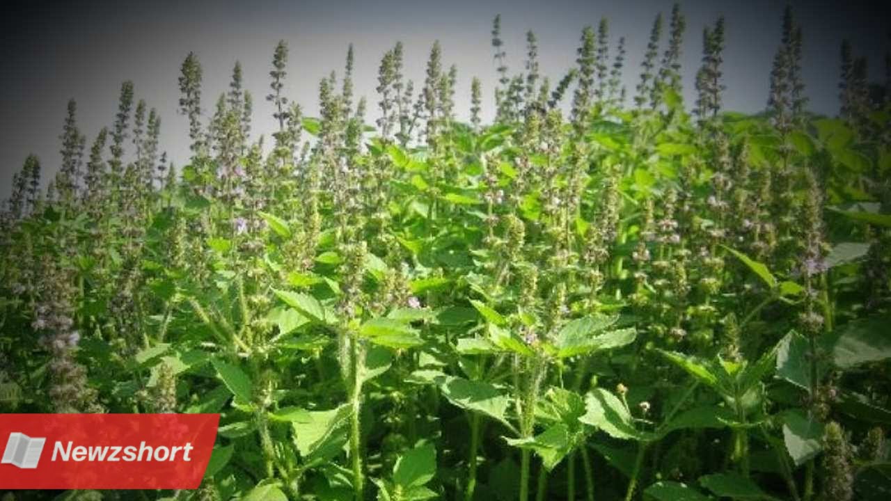 তুলসী মঞ্জরী,Tulsi Manjari,আধ্যাত্মিক,Spiritual,বাংলা খবর,Bangla Khobor,Bengali Khobor,Bangla