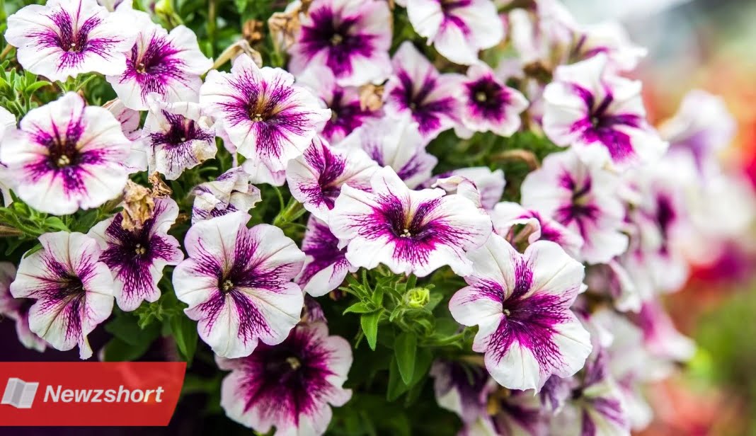 Gardening Tips,Bangla Khobor,Petunia Flower