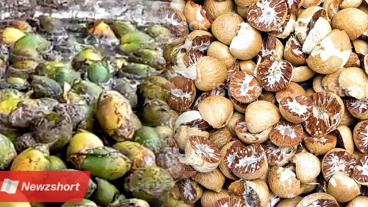 ব্যবসা,Business,গৃহবধূ,House Wife,সেদ্ধ সুপারি,Betel Nuts,বাংলা খবর,Bangla Khobor,Bengali Khobor,Bangla,Bengali,Business Idea,ব্যবসায়িক বুদ্ধি