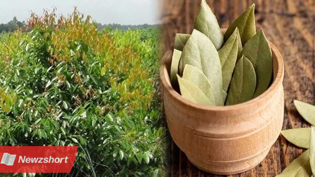 ব্যবসায়িক বুদ্ধি,Business Idea,তেজপাতার ব্যবসা,Bay Leaf,কম বিনিয়োগ,Low Invesment,ব্যবসা,Business,বিরাট আয়,Huge Income,বাংলা খবর,Bangla Khobor,Bengali Khobor,Bangla,Bengali