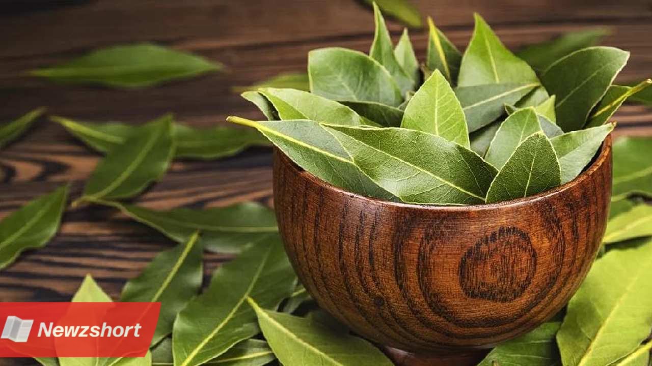 ব্যবসায়িক বুদ্ধি,Business Idea,তেজপাতার ব্যবসা,Bay Leaf,কম বিনিয়োগ,Low Invesment,ব্যবসা,Business,বিরাট আয়,Huge Income,বাংলা খবর,Bangla Khobor,Bengali Khobor,Bangla,Bengali