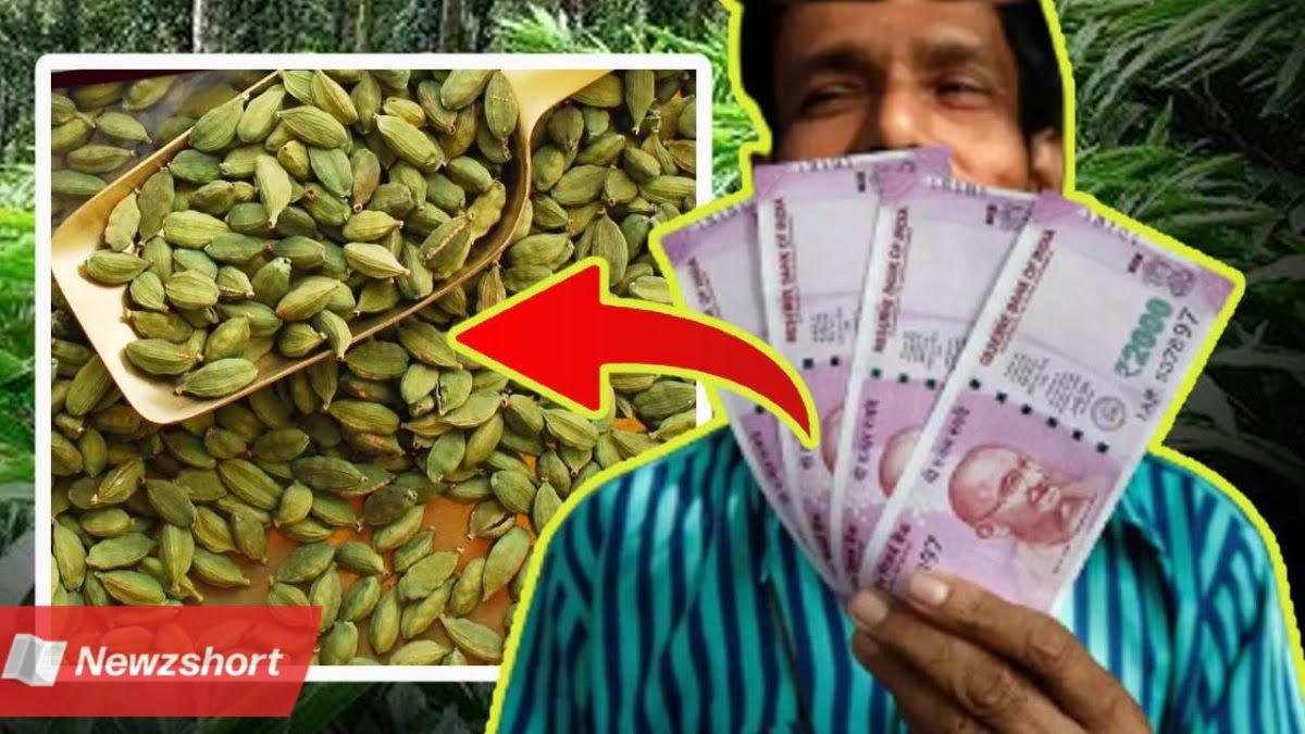 ব্যবসায়িক বুদ্ধি,Business Idea,মশলা,Masala,এলাচ,Cardamom,বাংলা খবর,Bangla Khobor,Bengali Khobor,Bangla,Bengali