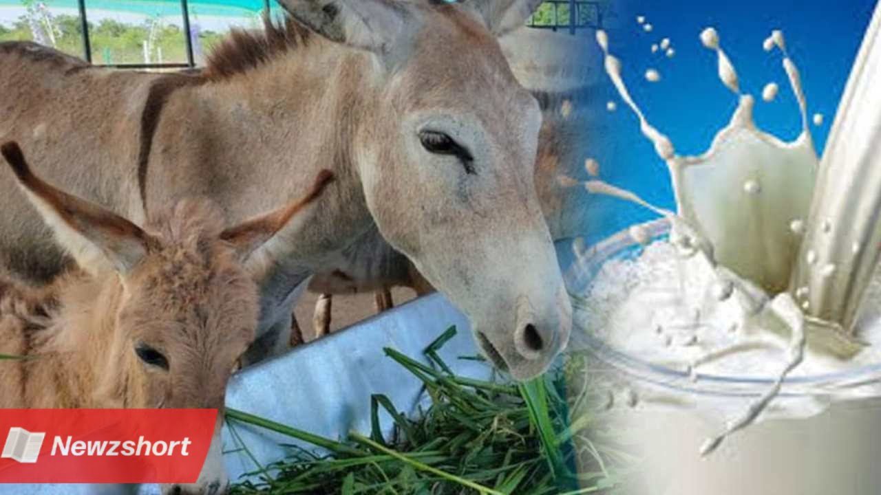 দুধের ব্যবসা,Milk Business,গাধার ফার্ম,Donkey Farm,বাংলা খবর,Bangla Khobor,Bengali Khobor,Bangla,Bengali