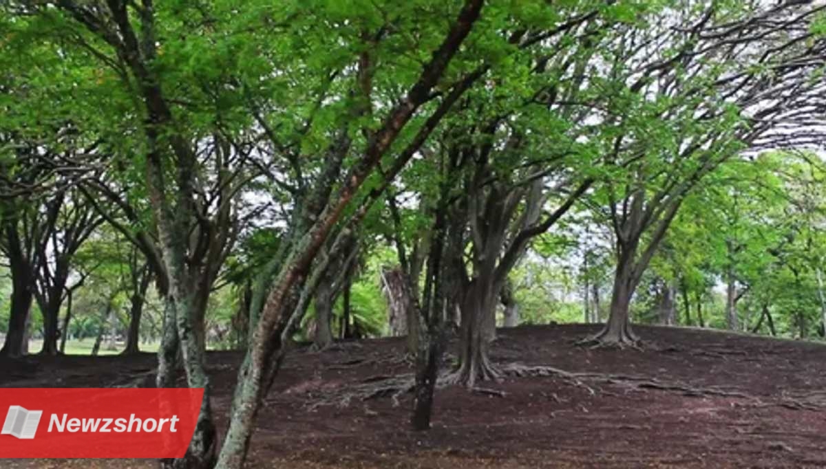 African Black wood tree