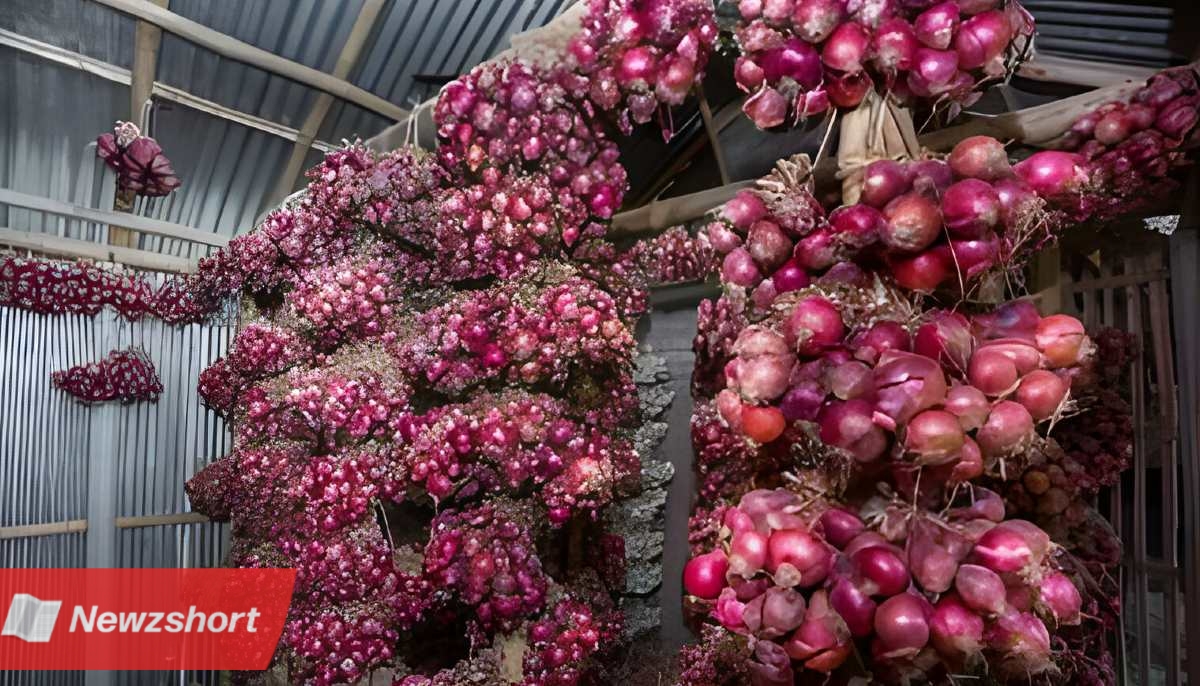 Onion Storage Business