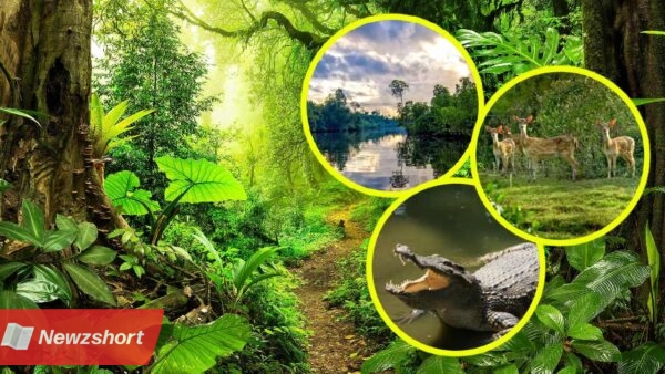 Weekend Destination Bhitarkanika Wildlife Sanctuary also called as mini amazon