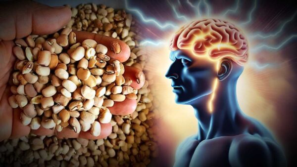 6 vegetables which helps to boost brain power and memory