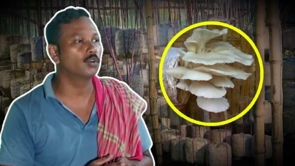 Start Mushroom Farming at home and earn 150 percent profit unique business idea