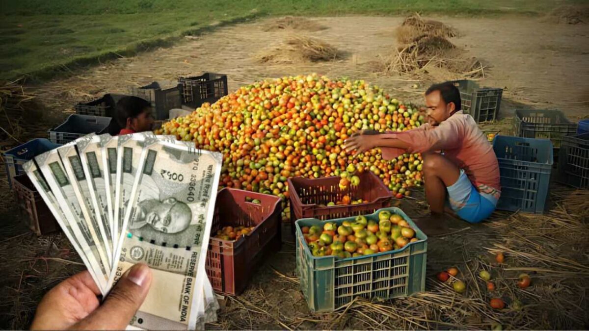 Tomato Farming Business can give upto rs 50000 income per month