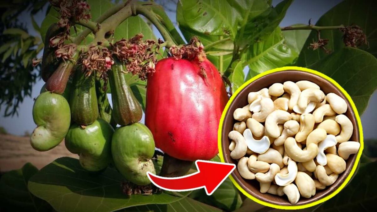 You can start farming Hybrid Kaju Badam at home