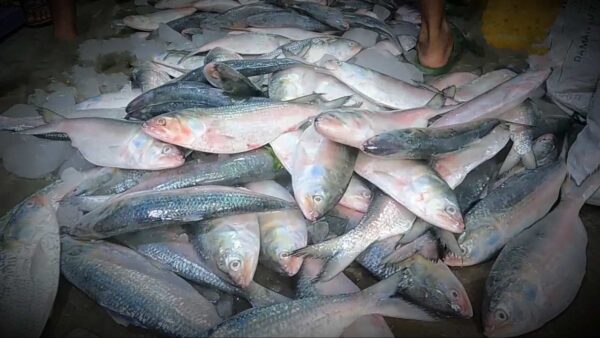 Bangladesh Government Allow to Export Hilsa ahead of Durga Puja 2024