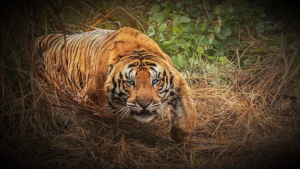 Farmer Death by Leopard in Lakhimpur Kheri this was third attack in the area