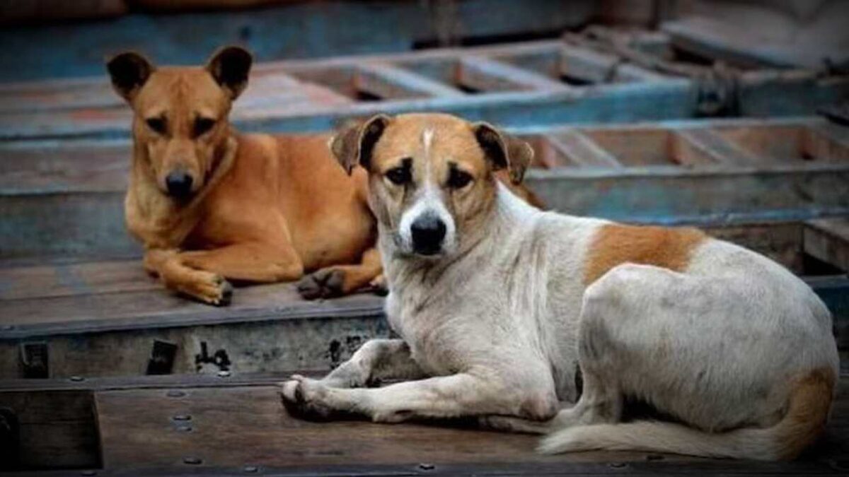 Stray Dog Raped in Siliguri Complaint filed Police searching for suspect