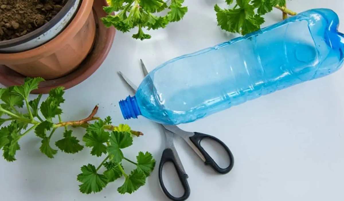 Coriander Plant farming at home