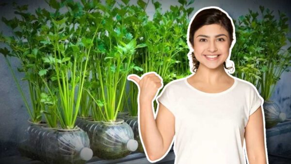 How to Grow Coriander at Home in Plastic Bottles and Jars