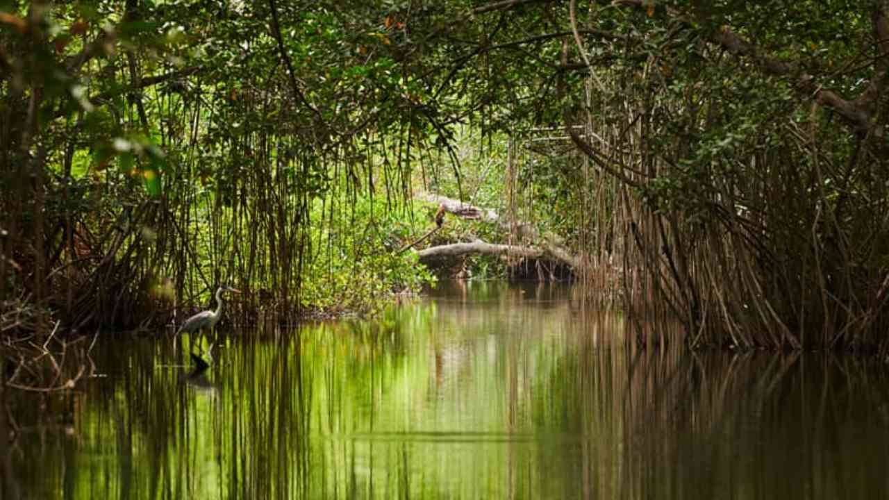 Sundarbans,Government Of West Bengal,Government,West Bengal,Nabanna,Diamond Harbor,Sundarbans Water Level