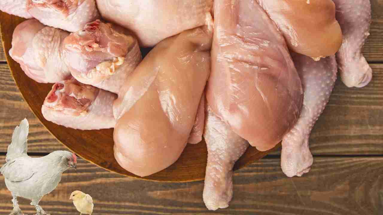 Mysterious virus in chicken