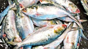 Digha Fish Market