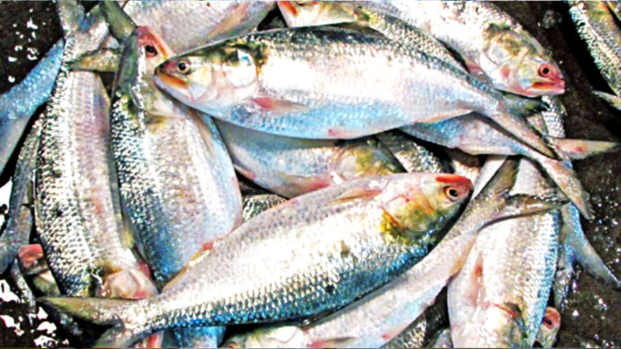 Digha Fish Market