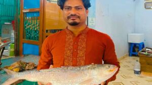 Hilsa Price