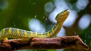 Snake Bite